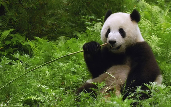 熊猫预测世界杯:爬树赛跑选胜平负