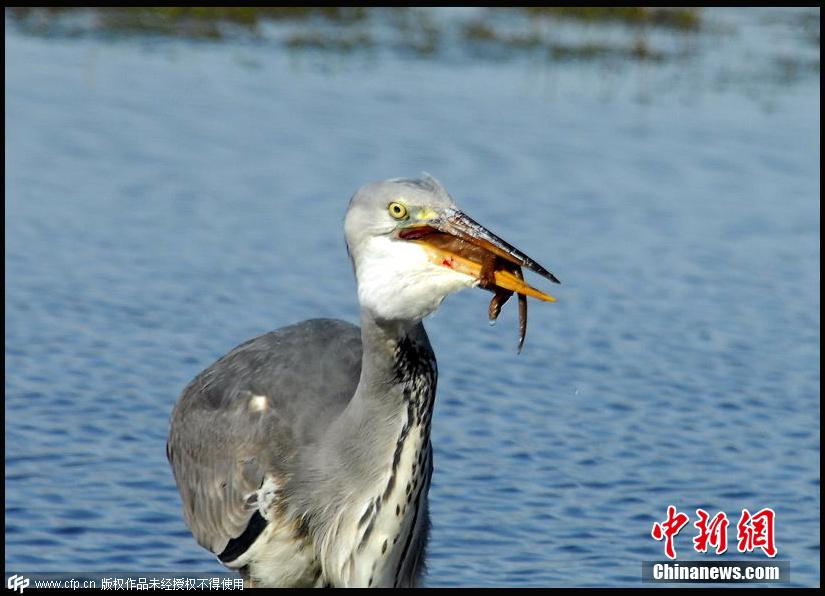 黄鼠狼偷袭苍鹭反被活活淹死吞掉