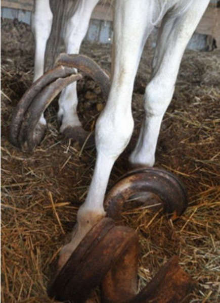 马匹被残忍囚禁画面恐怖:指甲长到近1米长