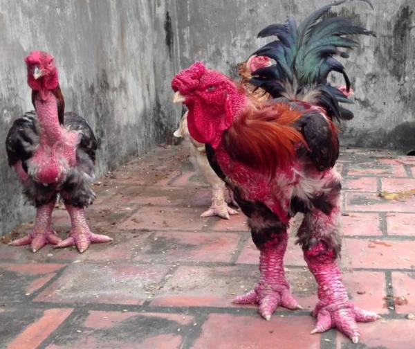 越南粗腿鸡身价一万五 高蛋白带起高身价