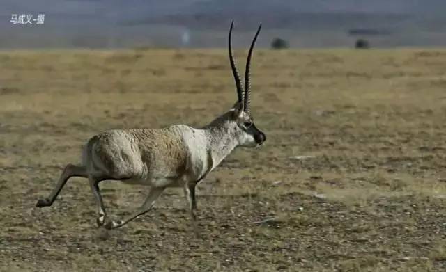     藏羚(tibetan antelope),是偶蹄目,牛科