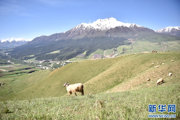 新技术应用和推广助力青藏高原传统畜牧业提质增收