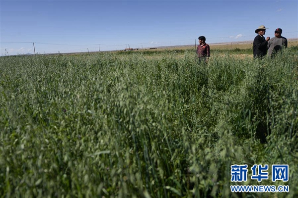 青海:生态畜牧业破题草畜矛盾实现增草增收