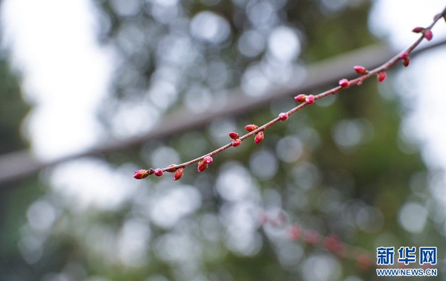 一个个粉色的花骨朵嵌在树枝上,含苞欲放.新华网发(张玉杰摄)