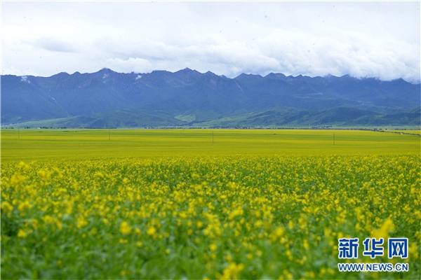 2018门源油菜花文化旅游节开幕 百里油菜花海迎客来