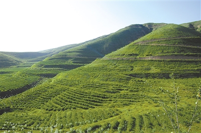 植绿江源 为新一轮国土绿化开路助力