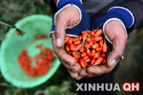 戈壁深处有一片红色—记青海诺木洪依靠枸杞产业改变命运