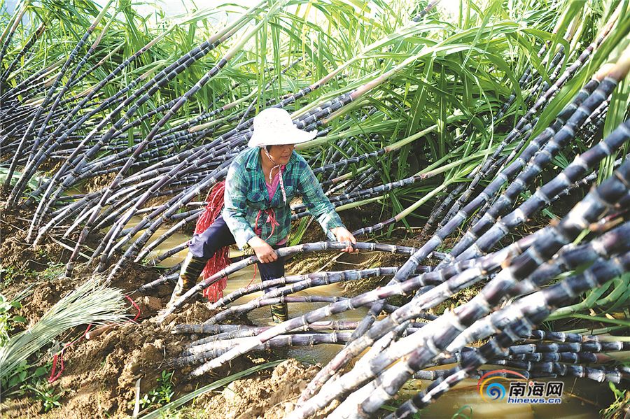 17级超强台风威马逊袭击海南 灾后重建影像