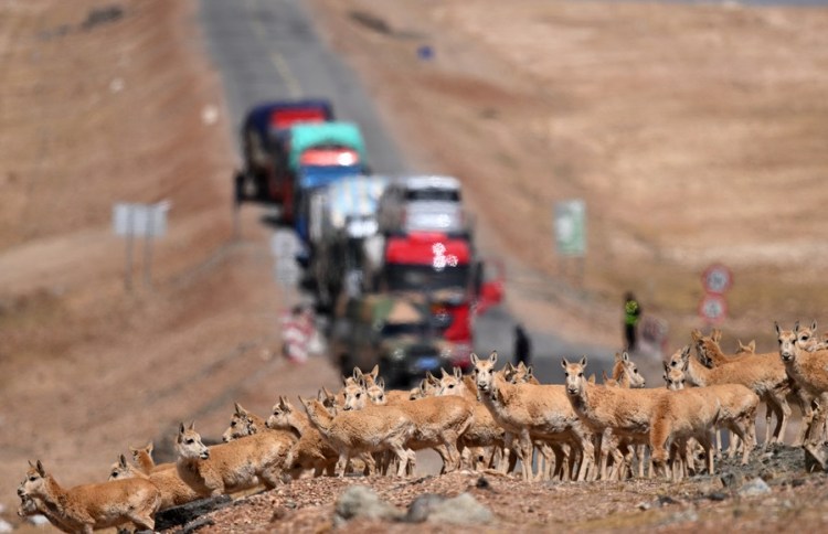 Massive Tibetan antelope migration a biodiversity triumph on quot roof of