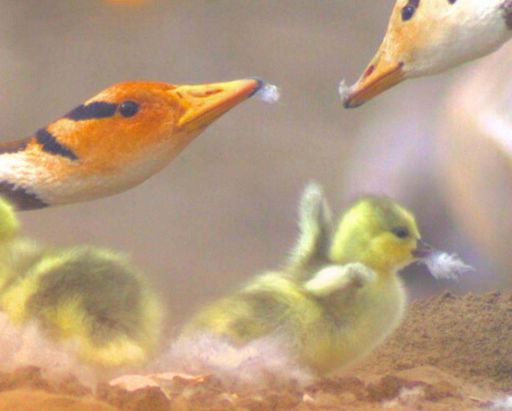 百聞は一見にしかず｜長江の源に来て、斑頭雁の「六一の赤ちゃん」を見る