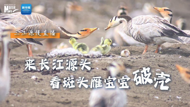 「萌え主」の当主、長江の源に来て、斑頭雁の赤ちゃんが殻を破ったのを見て