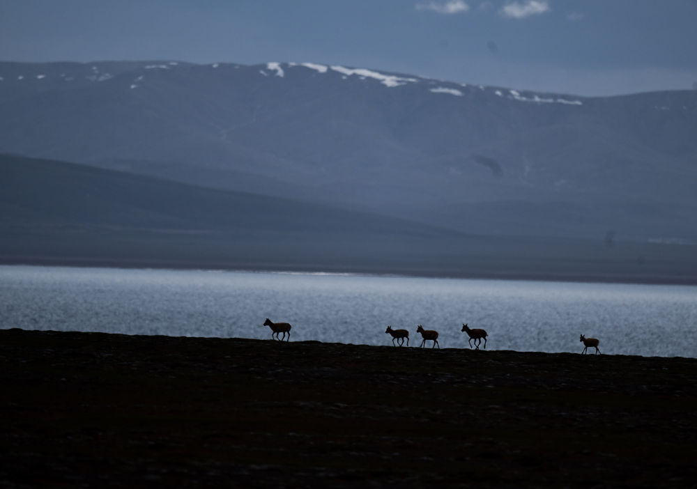 上万只藏羚羊聚集在可可西里卓乃湖产仔