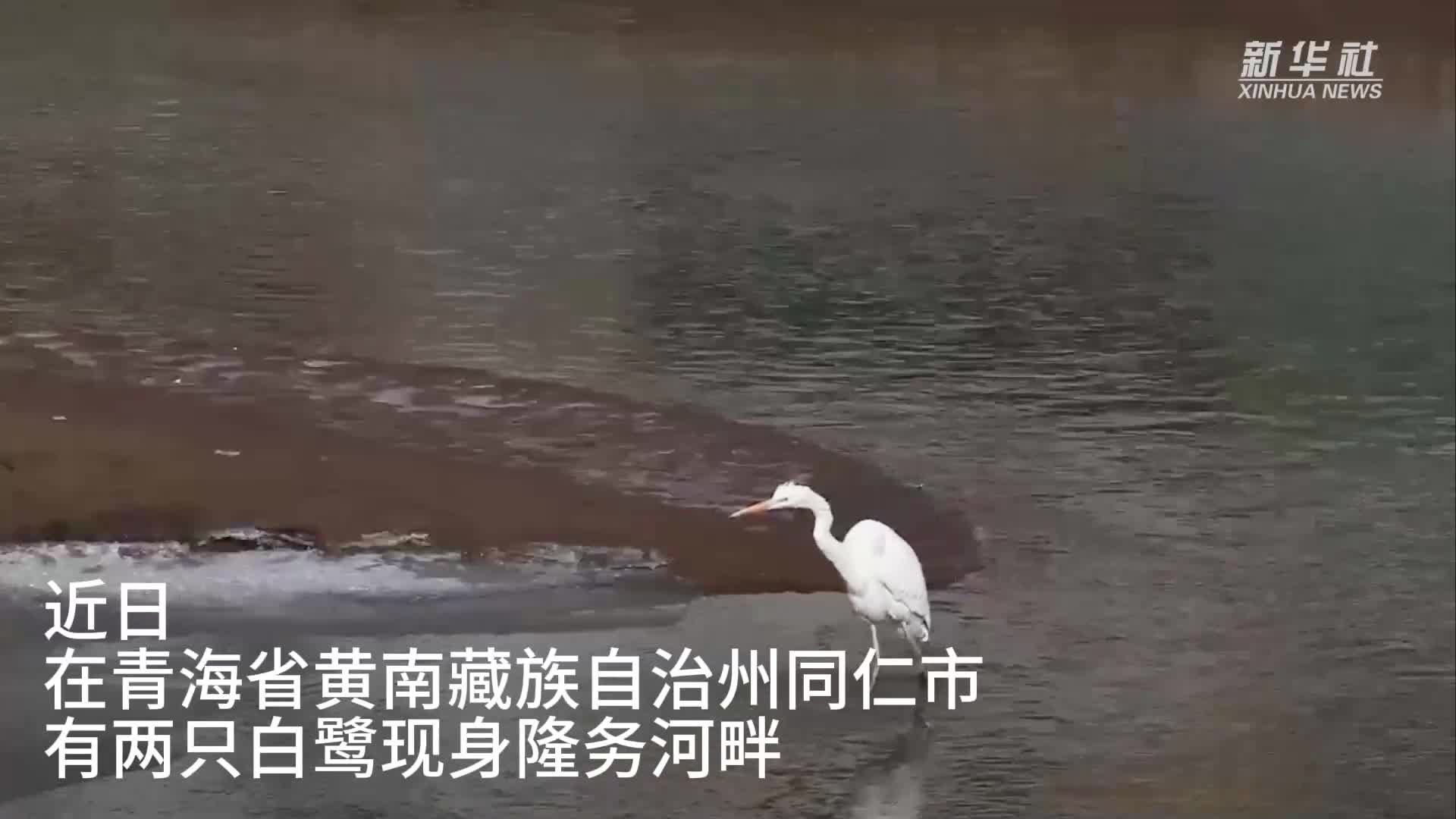 青海黄南：隆务河畔现白鹭