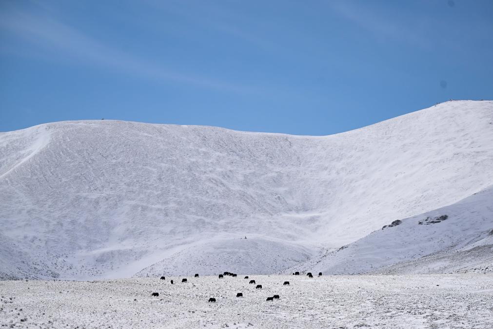 青海果洛：春雪润高原