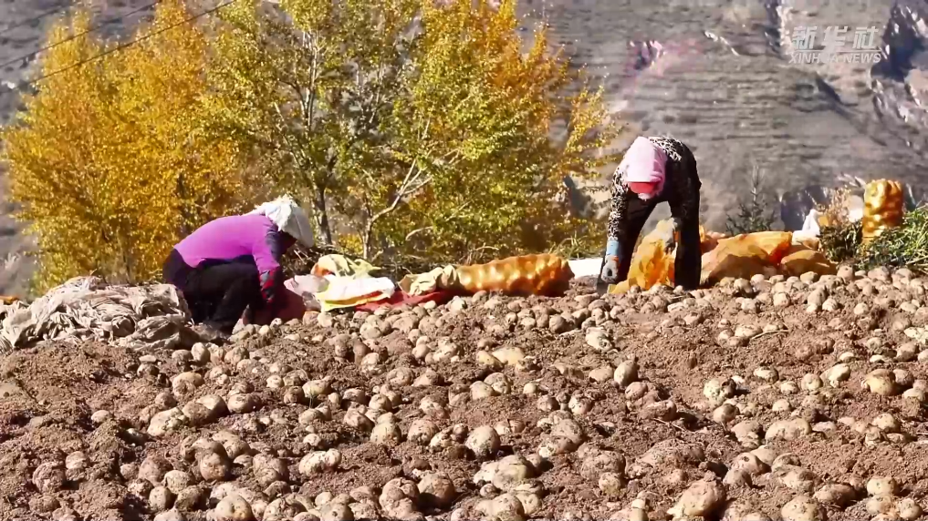 青海互助：马铃薯迎丰收