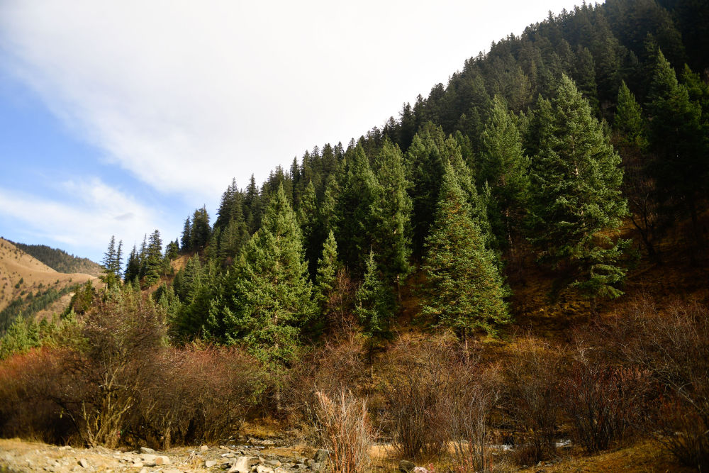 半月谈丨一场长江源头的生态觉醒