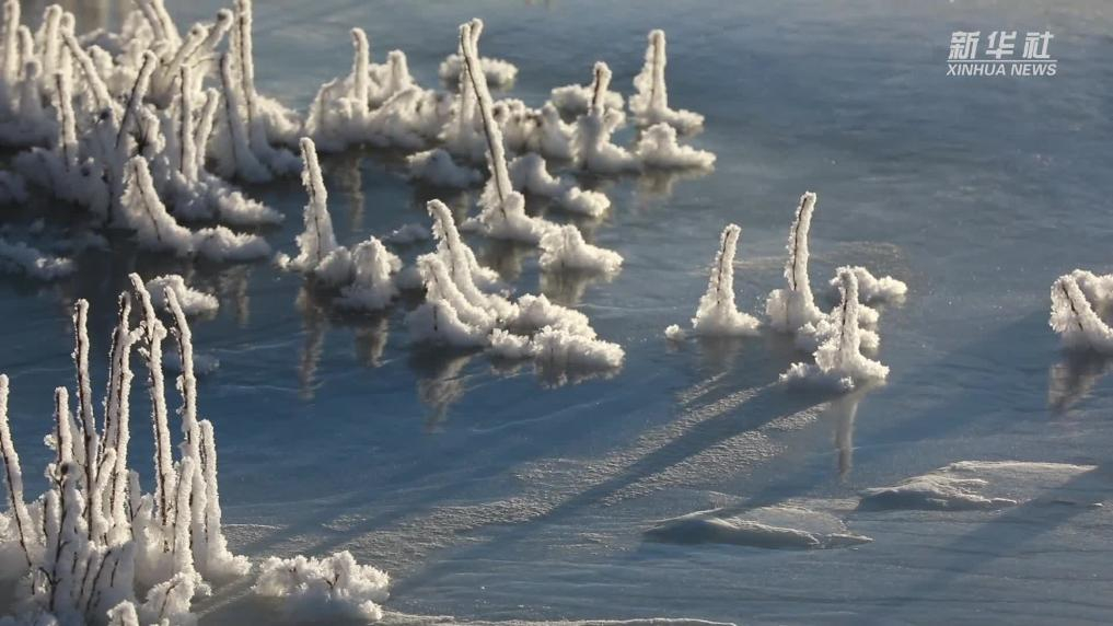 青海祁连：晨晖染雾凇