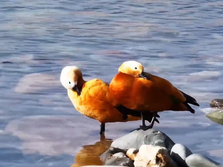 青海循化：黄河岸畔候鸟翔集 