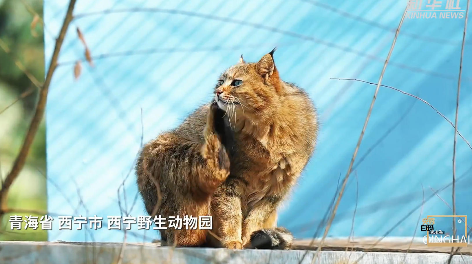 央秀白玛说青海｜这座高原古城缘何屡屡让人感动