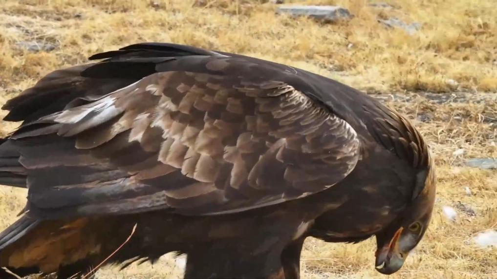 青海祁连：金雕现身捕食