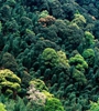 青海省持续开展大规模造林，国土绿化面积进一步扩大，省东部地区森林覆盖率达32%高于全国平均水平