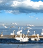 碧水荡漾、海天一色，青海湖是游客追随的最美湖泊，湖水周围碧草青青，水鸟飞舞、青海湖生态环境越来越好。